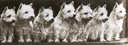 Westie Pics